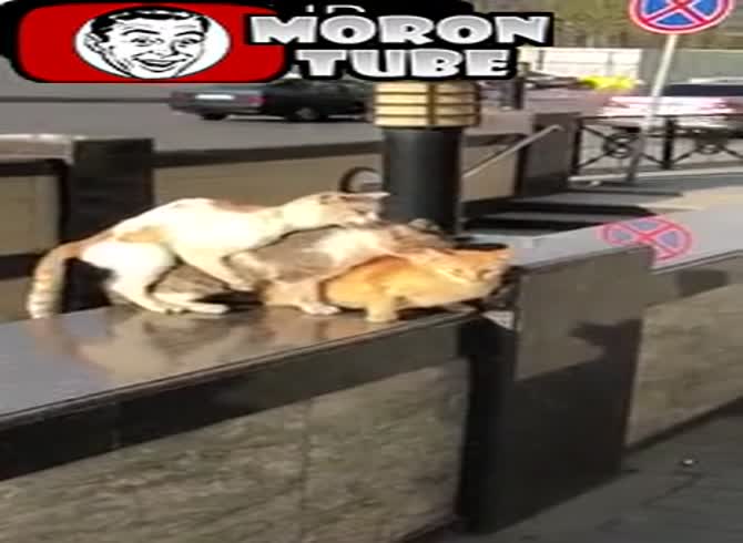 Video :Three felines plan a little orgy